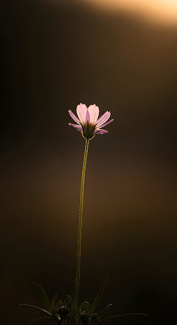 Dark Moody Forest Trail - Free mobile Wallpaper