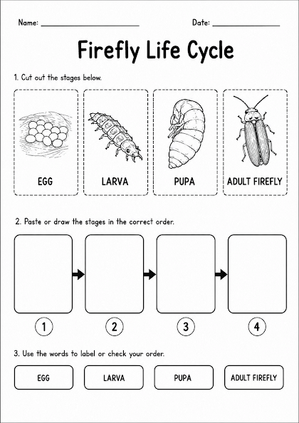 Firefly Life Cycle Worksheet