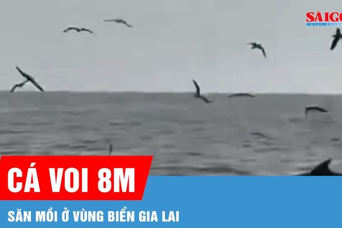 Cá voi trồi lên săn mồi ở vùng biển Gia Lai - Báo Sài Gòn Giải Phóng