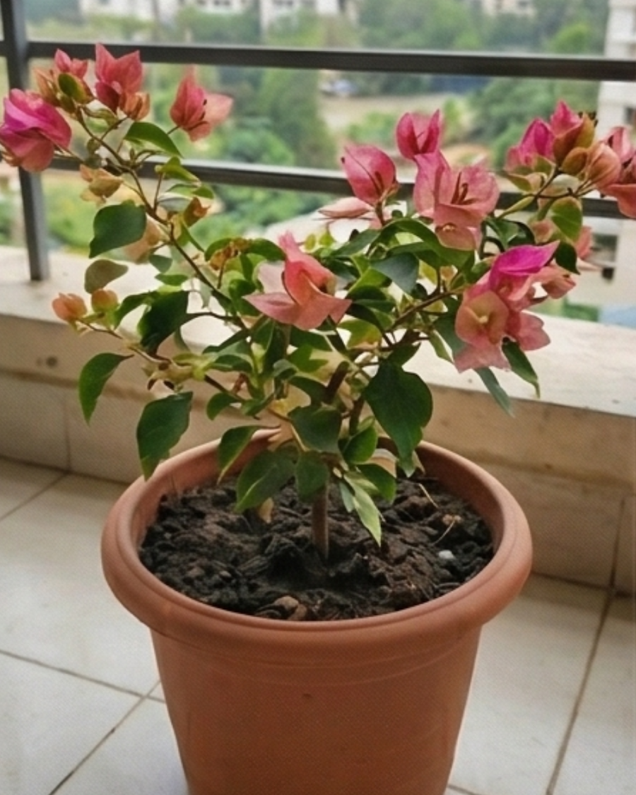 Imported Red September Bougainvillea Plant — view 2