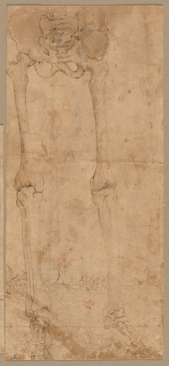 Lower Half of Skeleton from the Front early 1540s