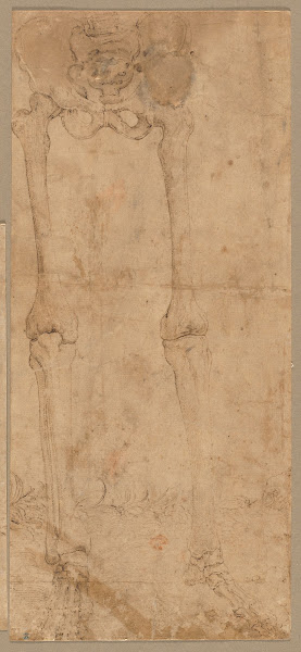 Lower Half of Skeleton from the Front early 1540s