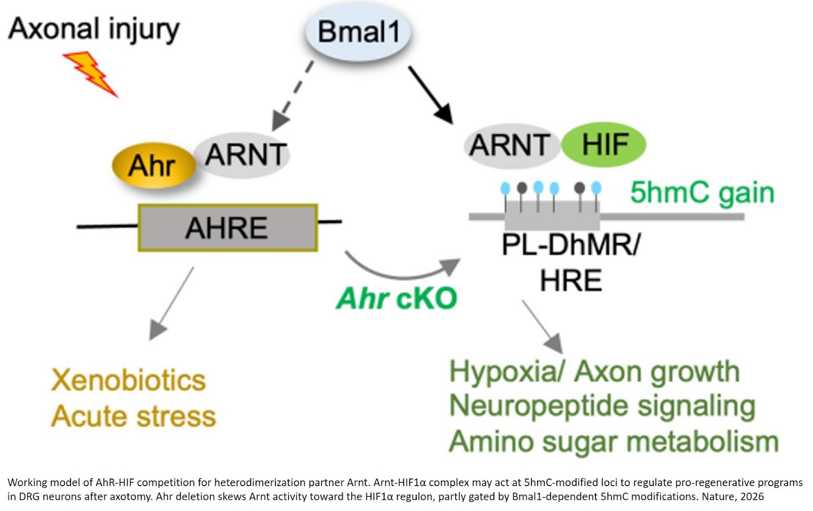 AhR inhibition promotes axon regeneration via a stress–growth switch