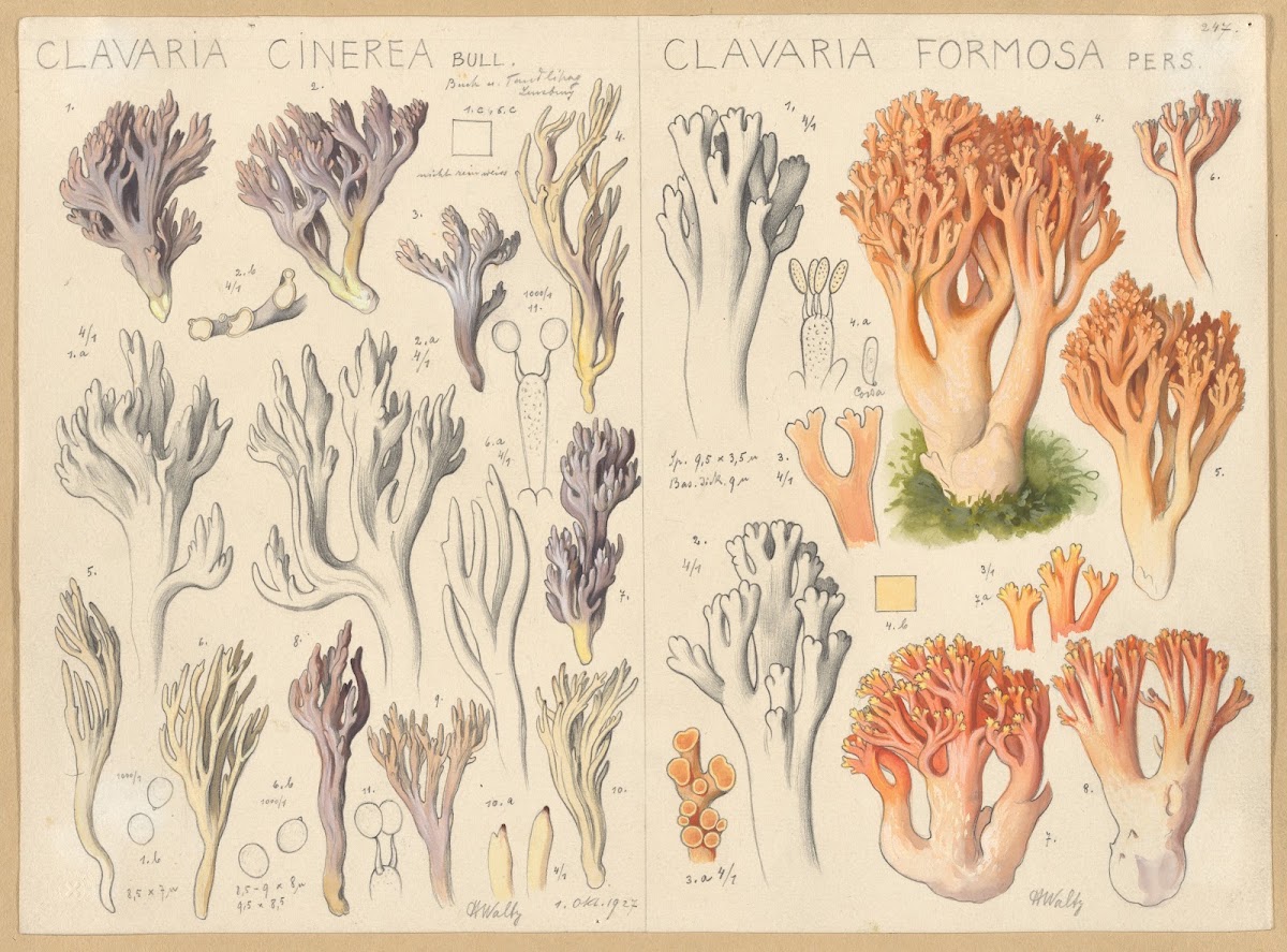 Clavaria cinerea Clavaria formosa 1915 1945