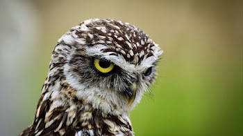 Owl Face Wallpaper