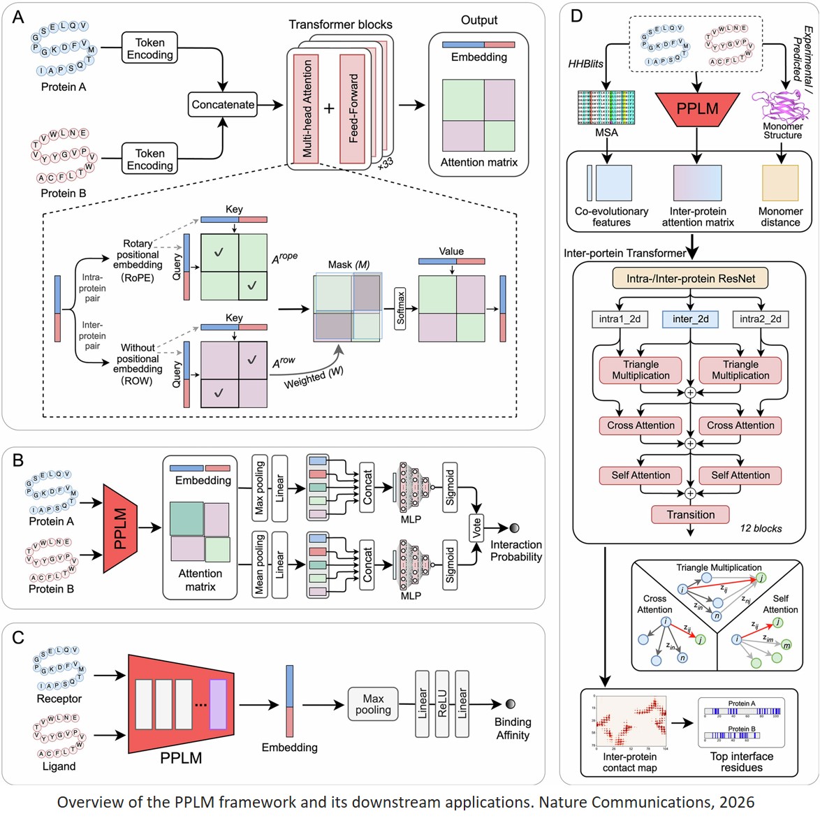 A paired sequence language model for protein-protein interaction modeling