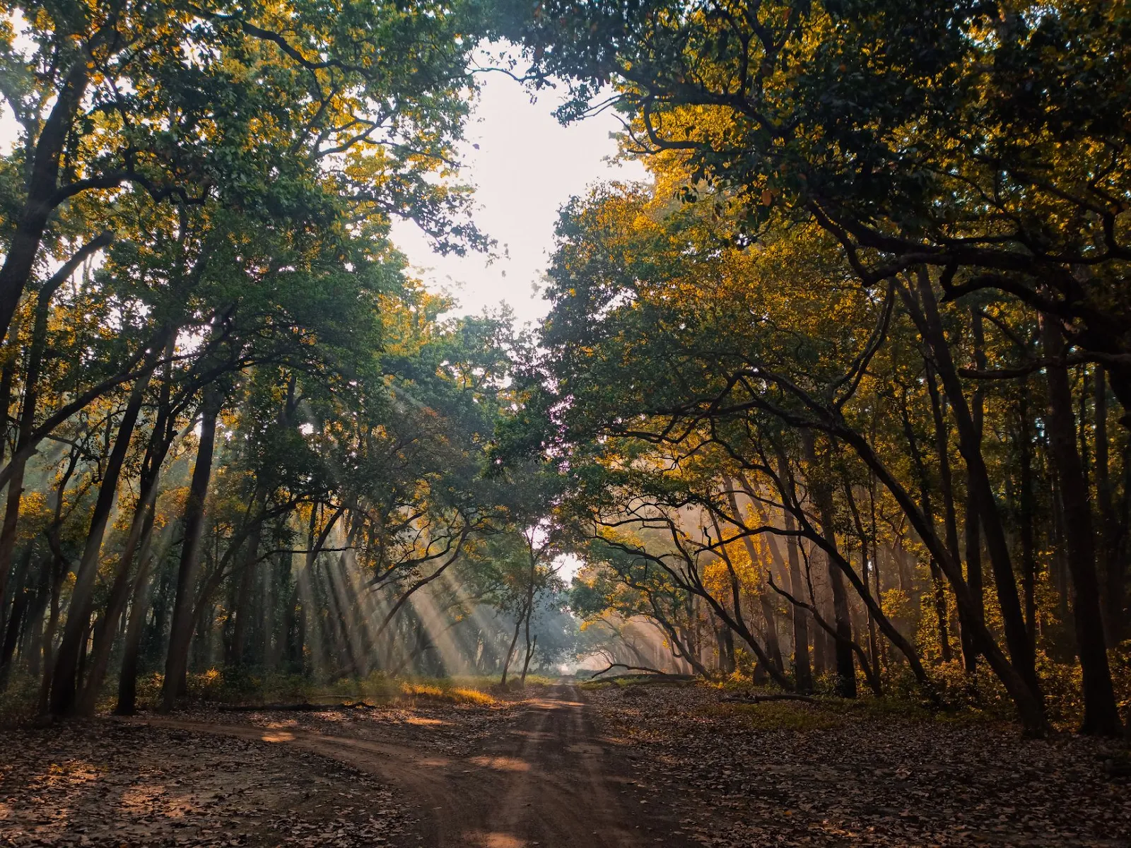 Kushmi Forest & Vinod Van