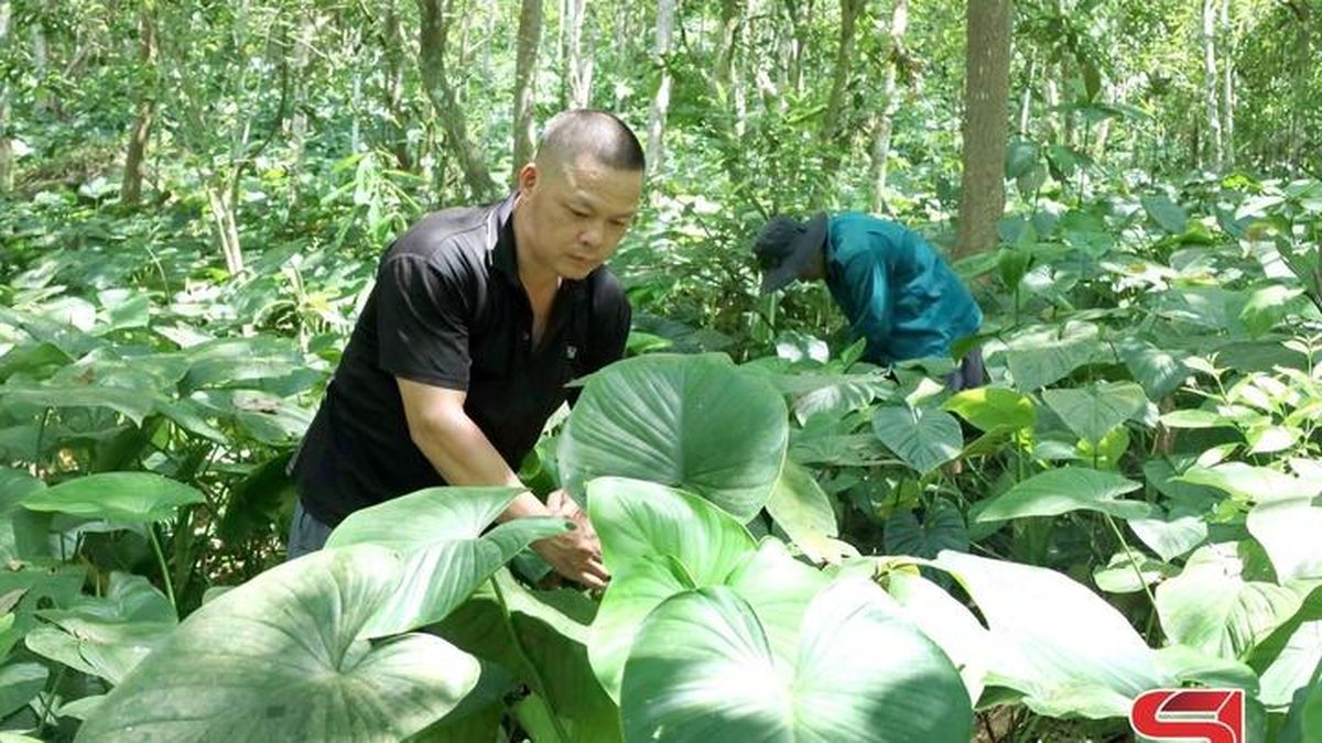 Mường Chiên phát triển cây dược liệu dưới tán rừng - Báo Sơn La