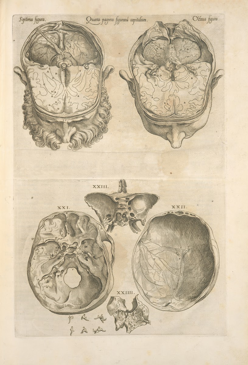 Quarta pagina figurarum capitalium 12 illustrations of the brain 1545