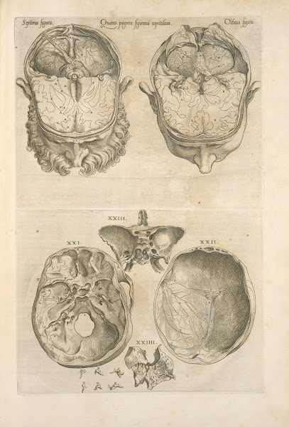 Quarta pagina figurarum capitalium 12 illustrations of the brain 1545