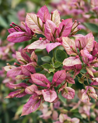 Imported Geisha Bougainvillea Plant