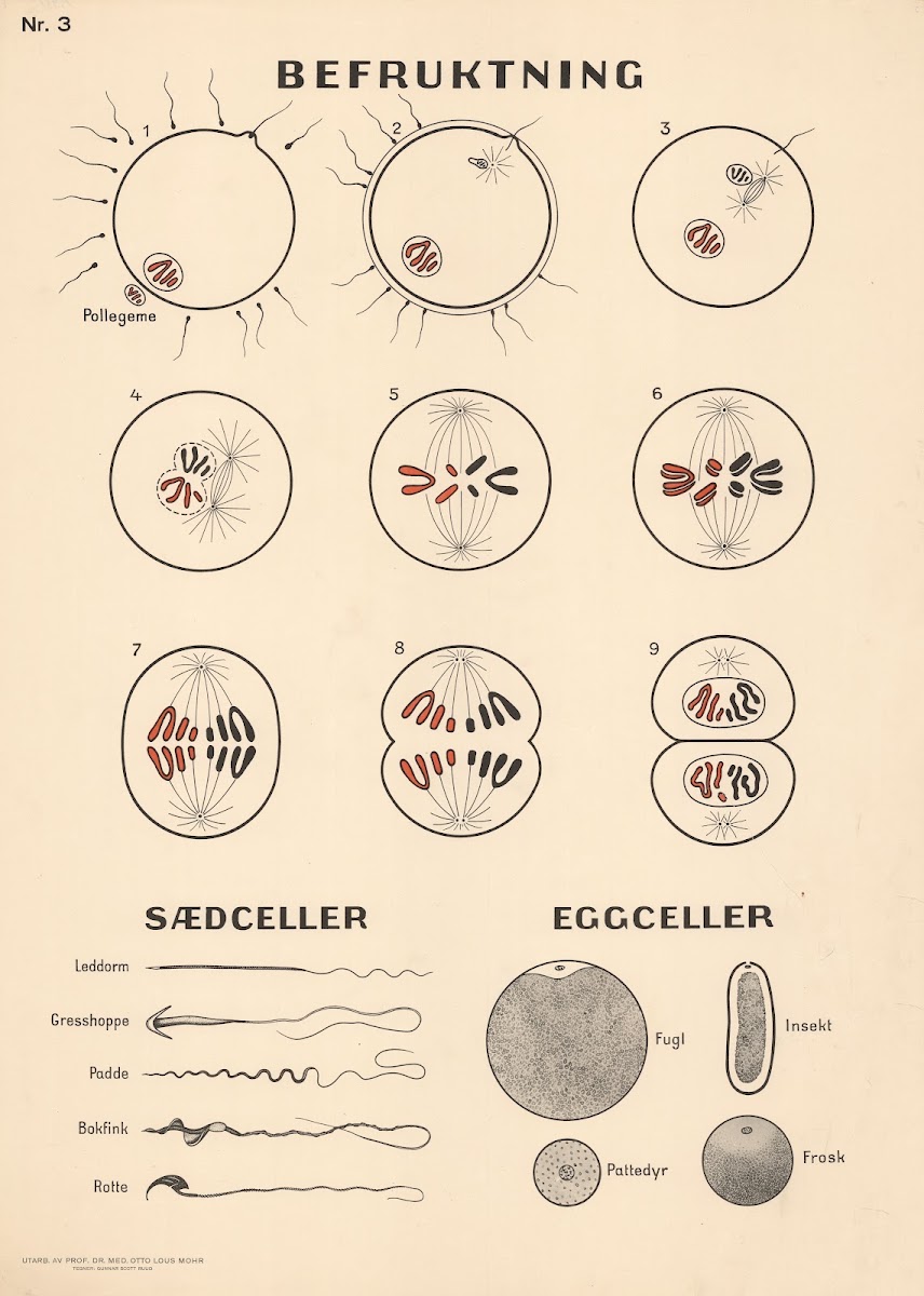 Fertilization 1937
