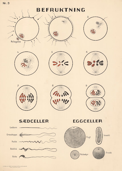 Fertilization 1937