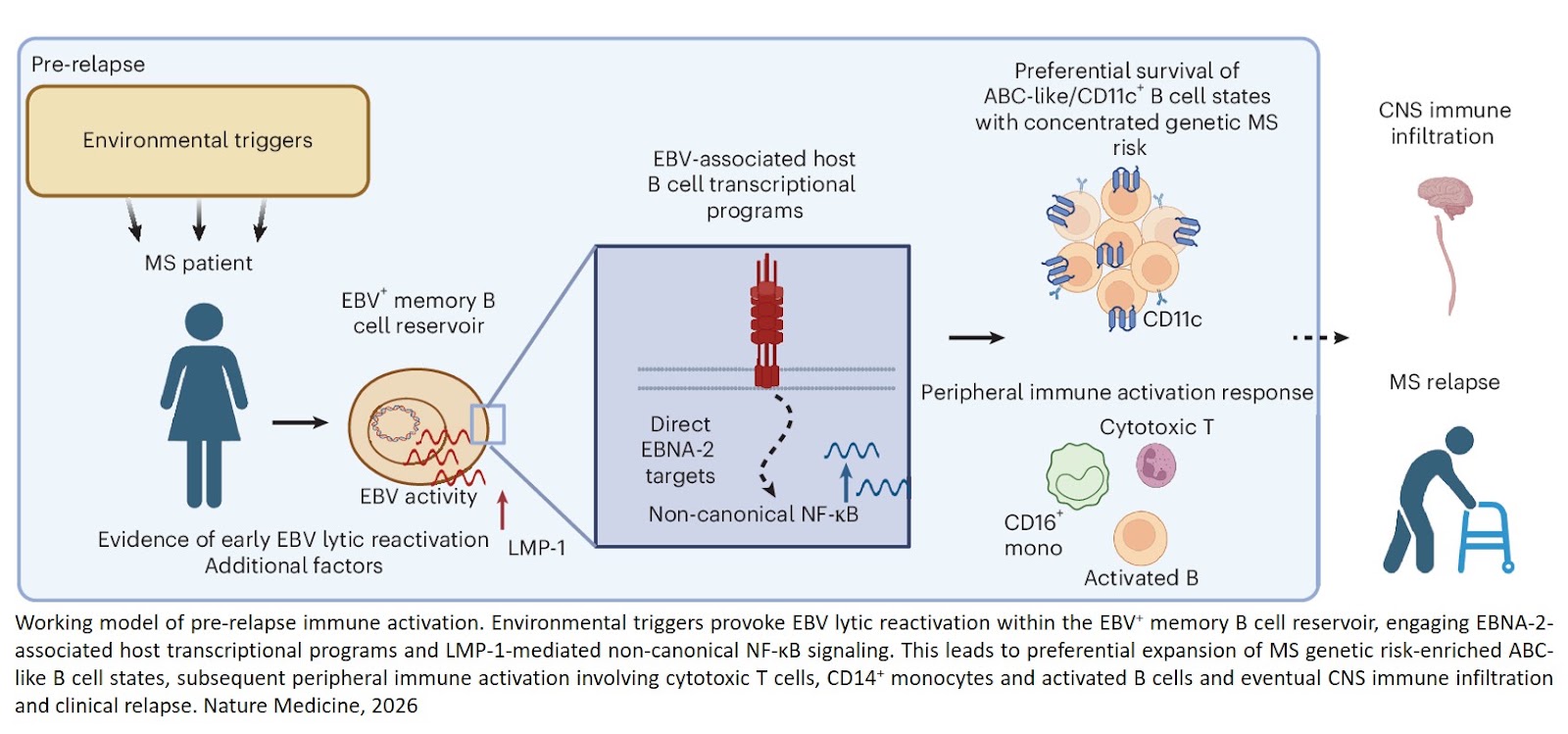 EBV reactivation priming of the peripheral immune system in multiple sclerosis relapse