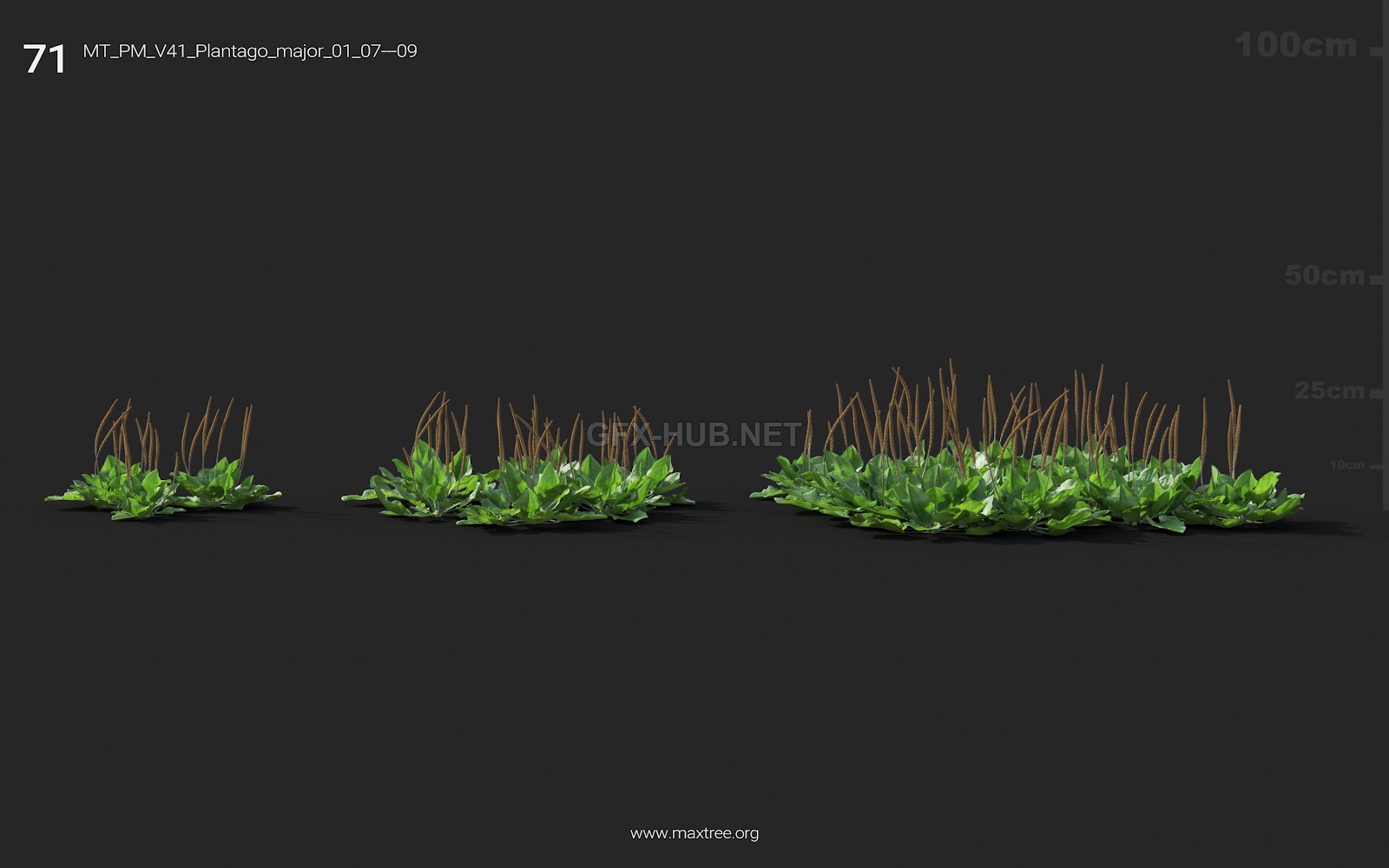 Maxtree - Plant Models Vol.41