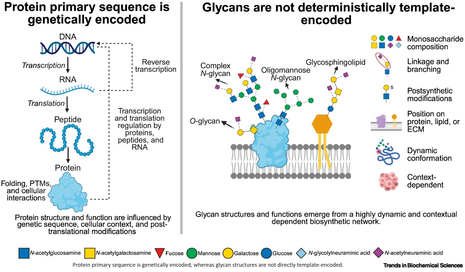 You can’t see what you don’t look for: why glycan function remains in the dark