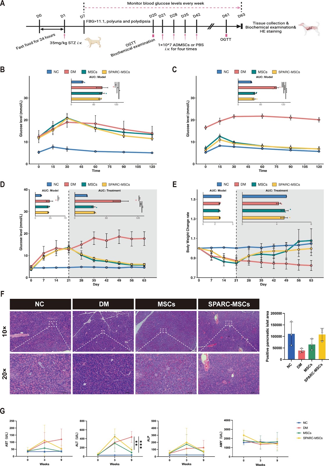 SPARC-modified mesenchymal stem cells promote recovery of β-cells and insulin secretion by calcium ion homeostasis
