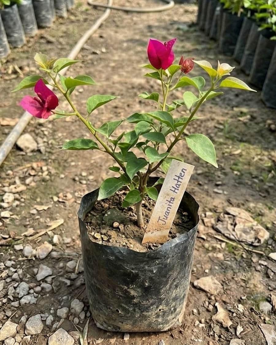 Imported Juanita Hatten Bougainvillea Plant — view 2