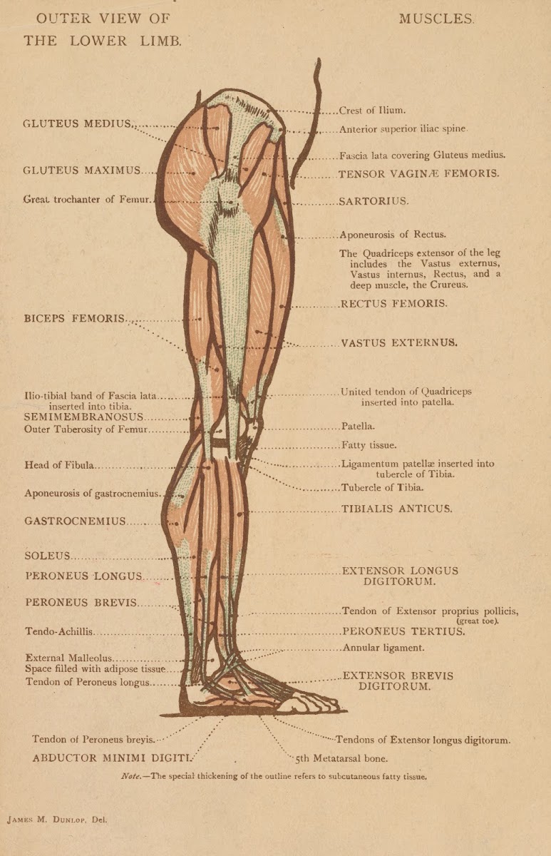 Outer View Of The Lower Limb
