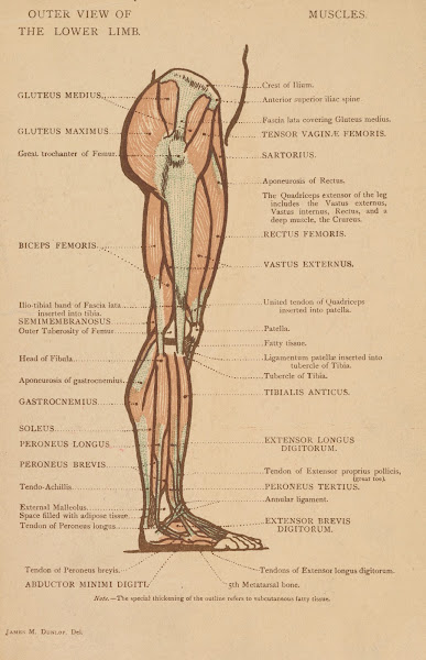 Outer View Of The Lower Limb