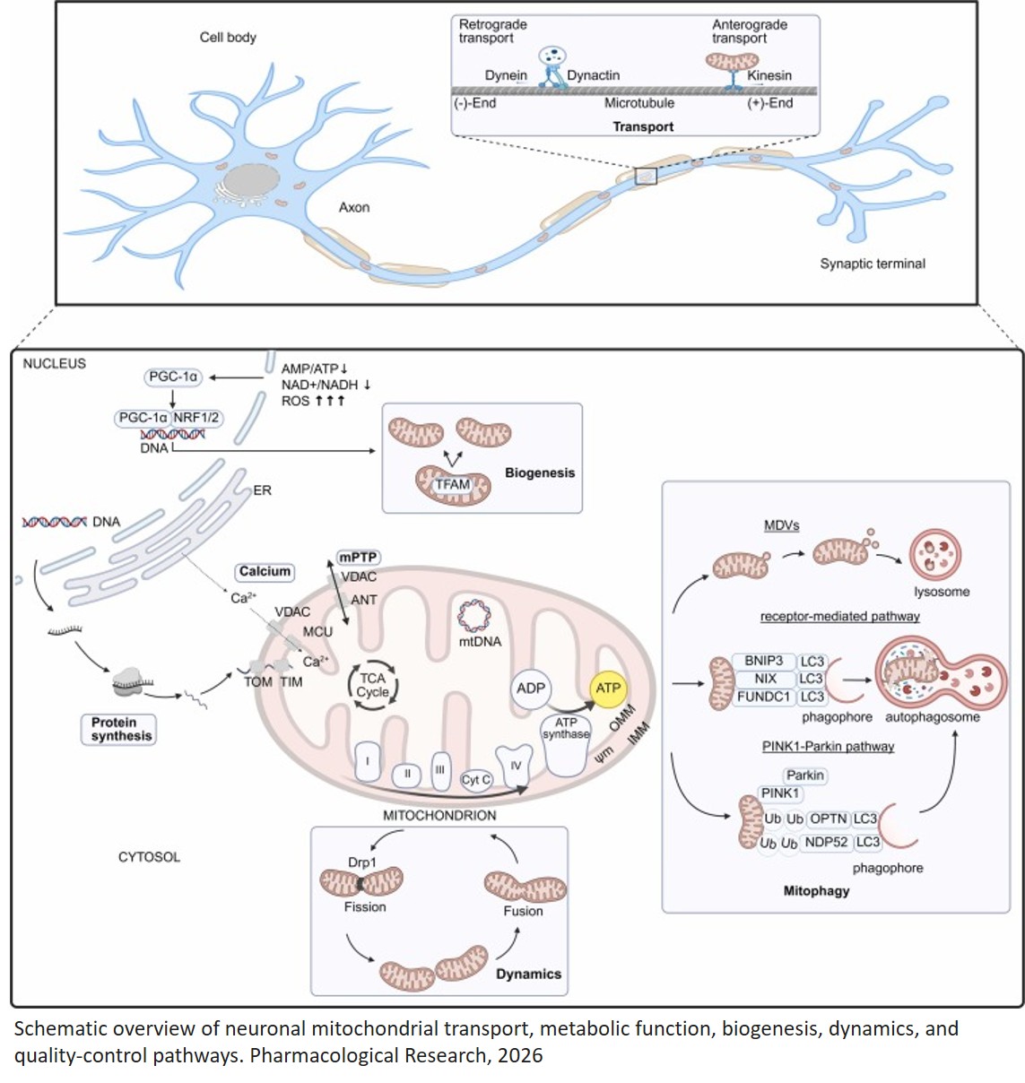 Improving Mitochondrial Function: Current Therapeutic Perspectives in Neurodegenerative Diseases