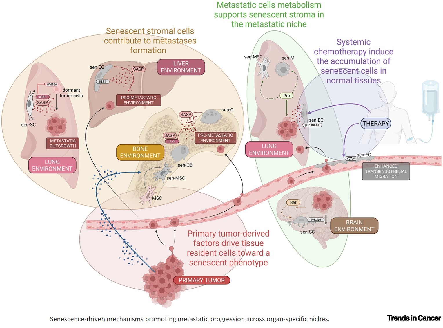 Amino acid metabolism at the senescence–cancer interface