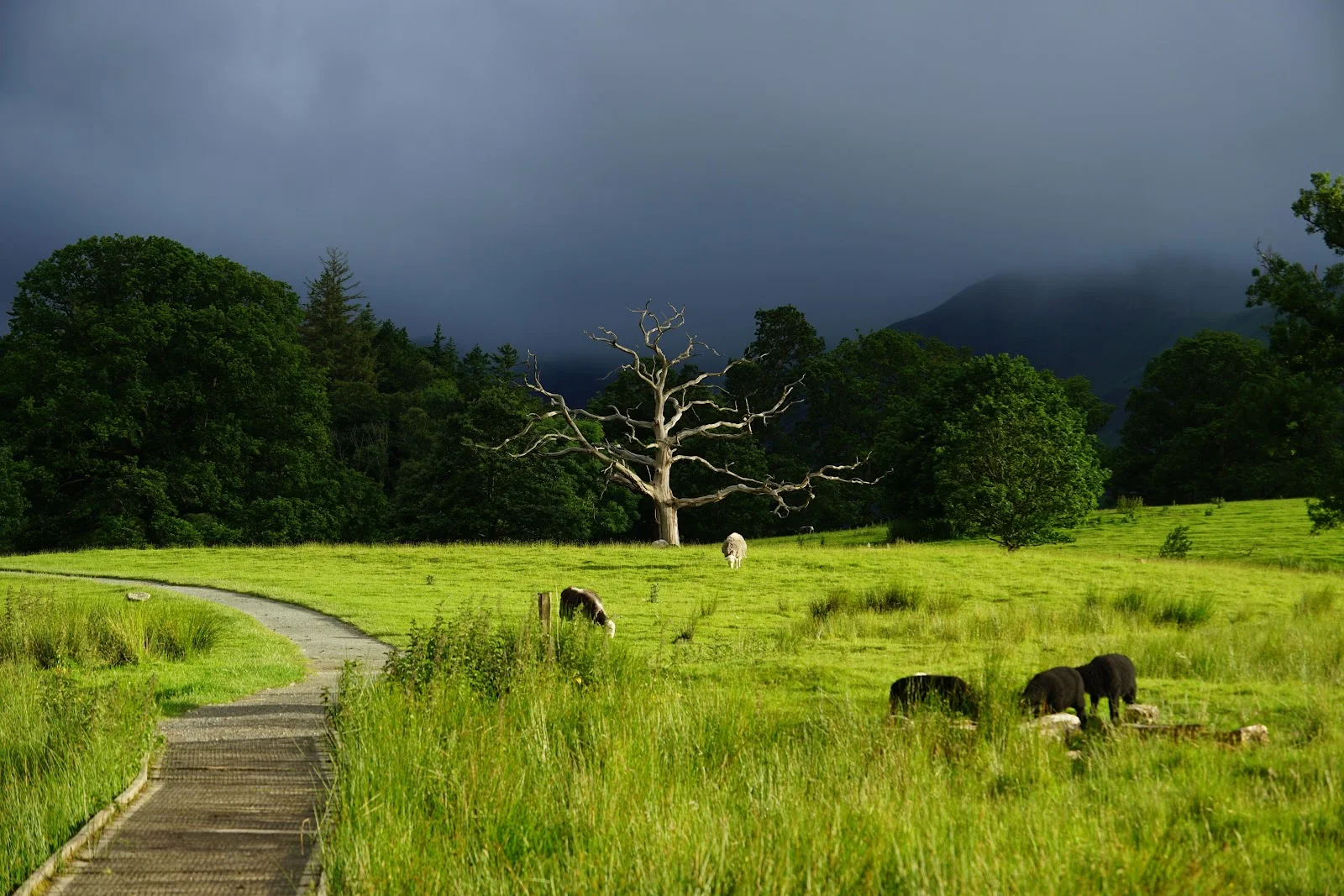 Bare Tree in Green Meadow - Landscape Photography 5K Wallpaper (6000x4000)