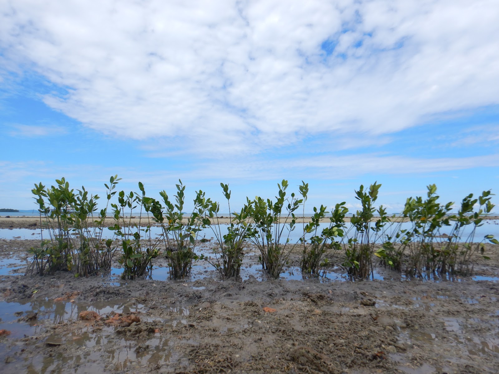 Planting trees, mangroves, and preserving blue carbon ecosystems are examples of carbon offset activities. Air travel net zero, aviation greenhouse gas emissions, zero emission aircraft, blue carbon package, carbon calculator Indonesia. CarbonEthics Indonesia