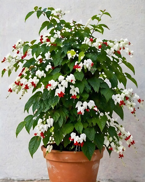 Bleeding Heart Vine Plant