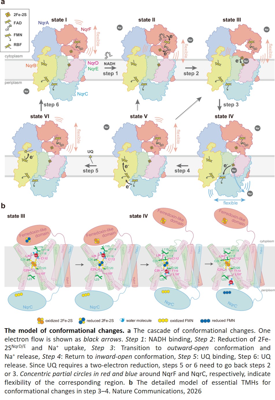The redox driven Na+-pumping mechanism in Vibrio cholerae NADH-quinone oxidoreductase relies on dynamic conformational changes