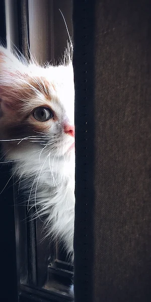 Cute Cat, Cat, Kitten, Cute, Tabby Cat  iPhone Wallpaper Background