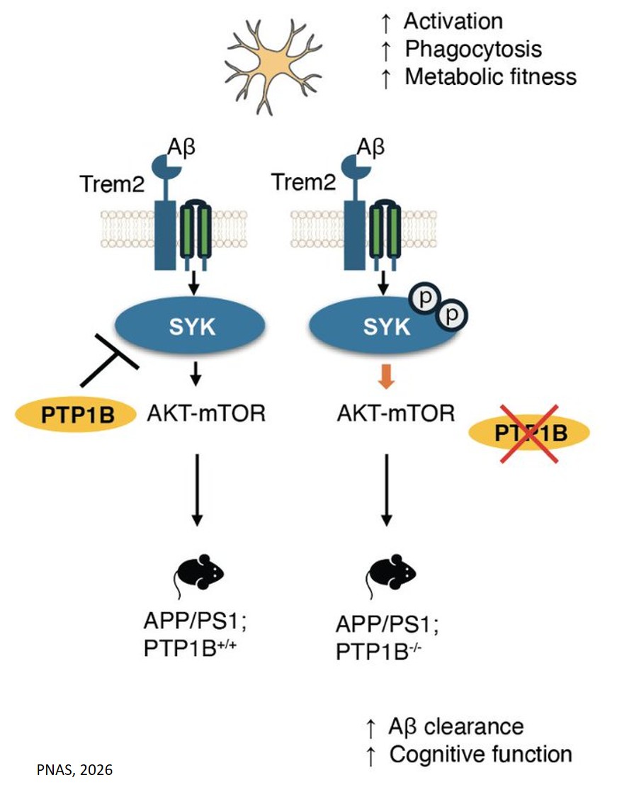 PTP1B inhibition promotes microglial phagocytosis in Alzheimer’s disease
