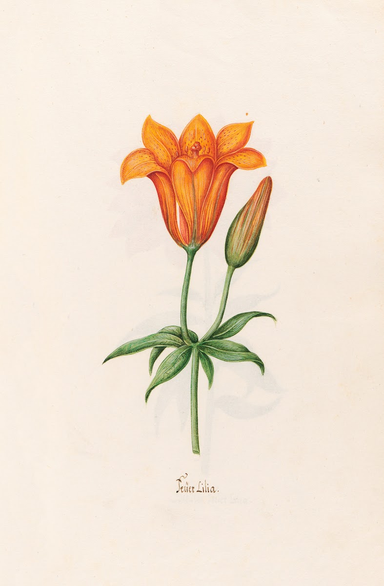 Feüer Lilia Lily 1692