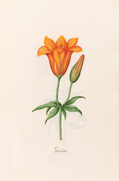 Feüer Lilia Lily 1692
