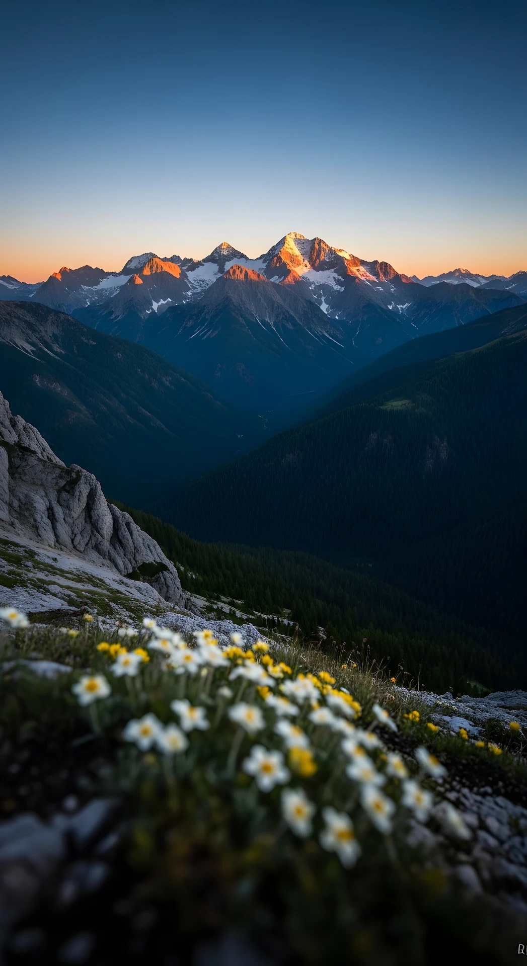 Mountain Avens Flowers with Golden Alpine Sunrise Peaks - Free 4K mobile Wallpaper
