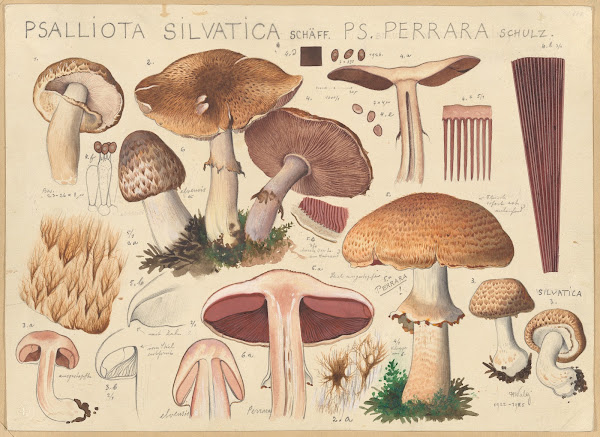 Psalliota silvatica Schäff Ps perrara Schulz 1915 1945