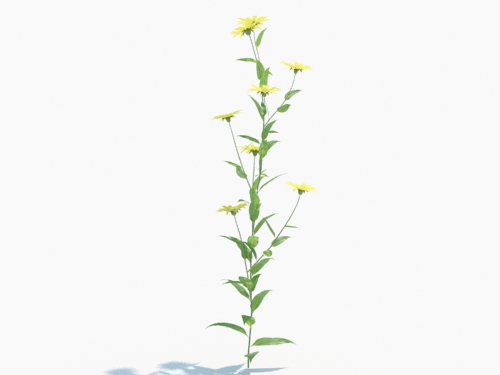 Maxtree - Plant Models Vol.3