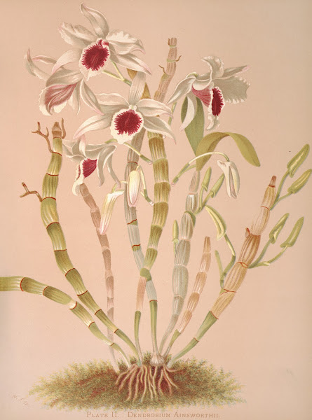 Dendrobium Ainsworthii 1885