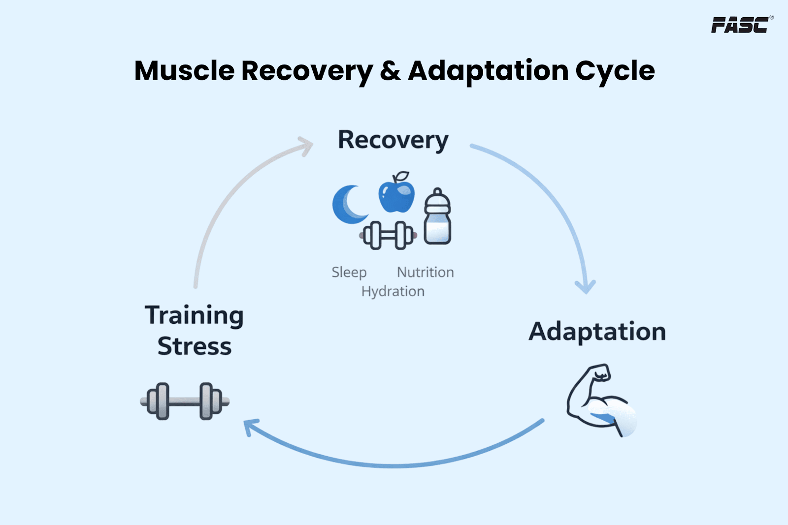 Muscle recovery cycle