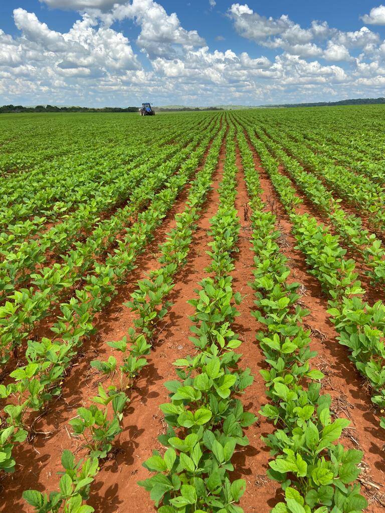 Fazenda de 152 Alq. em Campinápolis - MT 3