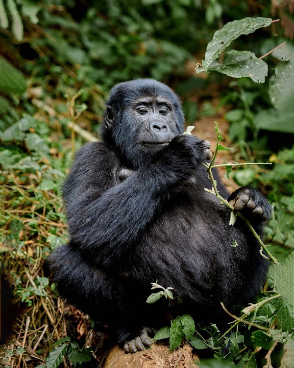 Bwindi frame 13