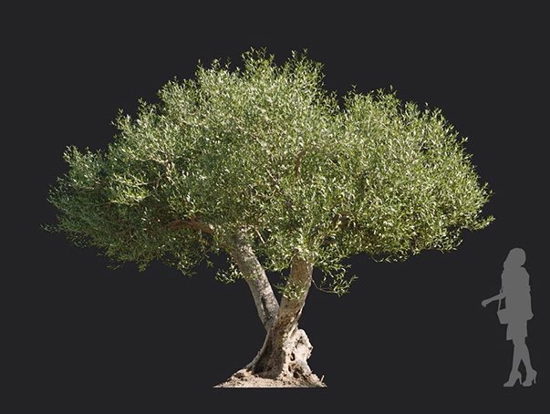 Maxtree - Plant Models Vol.113