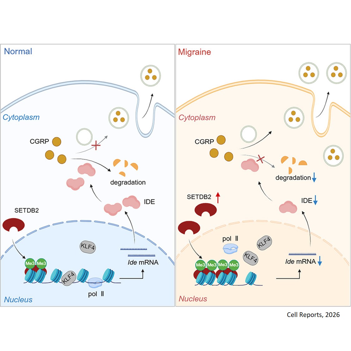 SETDB2-mediated transcriptional repression of IDE in sensory neurons promotes migraine-like pain behaviors in mice