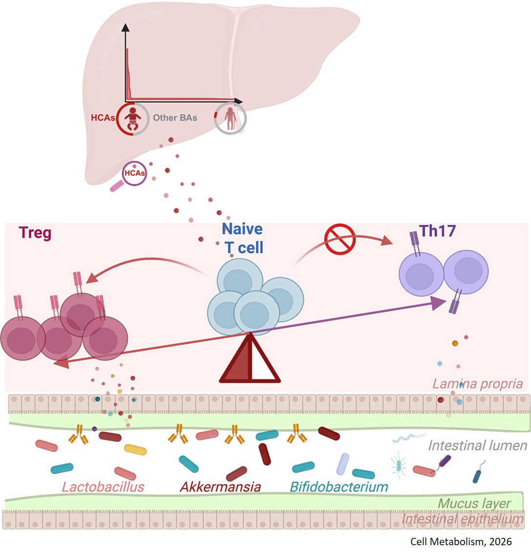 Hyocholic acids shape neonatal immune tolerance and microbiota assembly