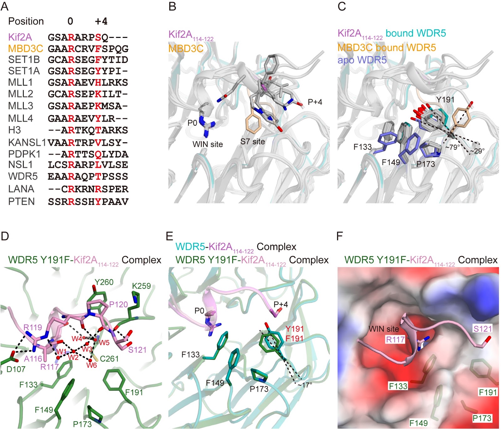 Crystal structures of Kif2A complexed with WDR5 reveal the structural plasticity of WIN-S7 sites