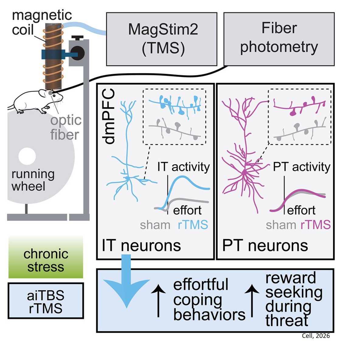 A cell type-specific mechanism driving the rapid antidepressant effects of transcranial magnetic stimulation
