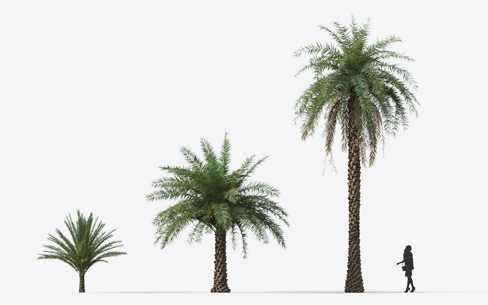 Maxtree - Plant Models Vol.15