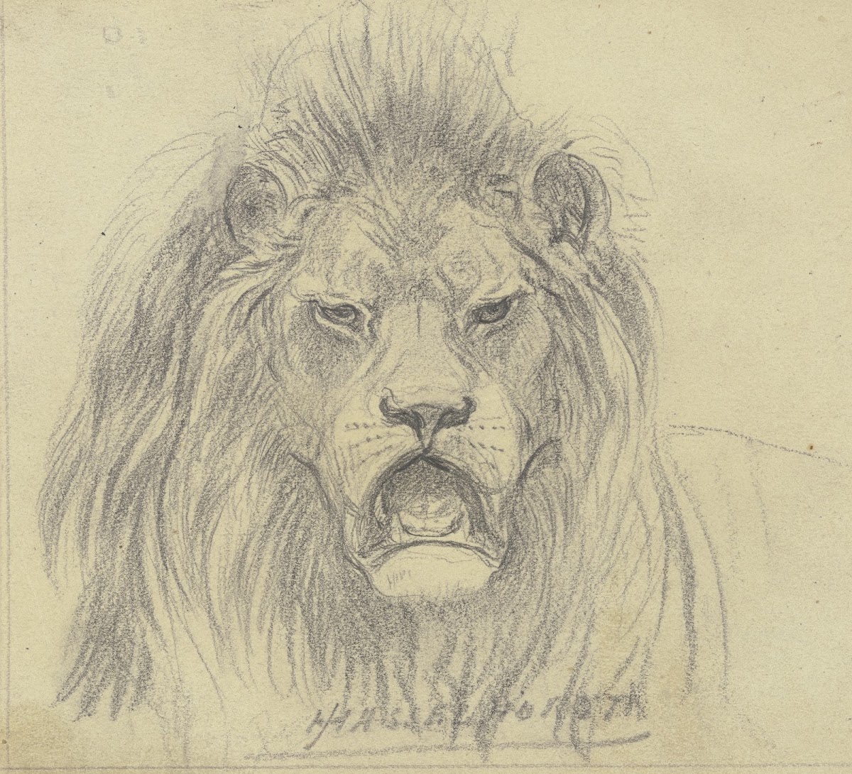 Lions head