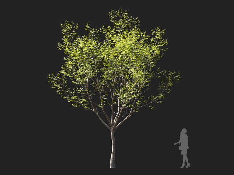 Maxtree - Plant Models Vol.114