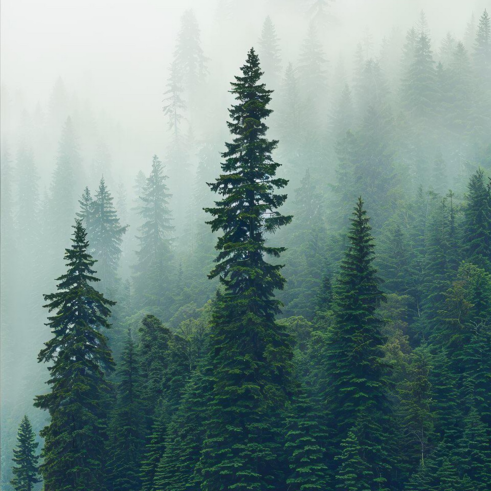 Download Misty Pine Forest Lake iPhone